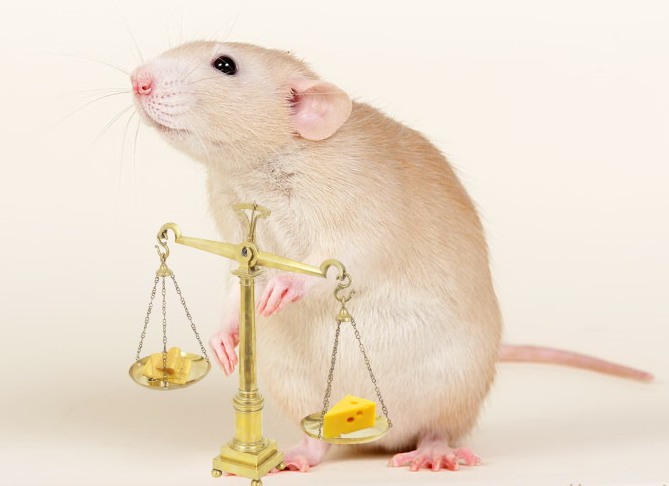 Гороскоп весов крыс. Крыса весы. Мышка с весами. Крыса с весами. Мышь на весах.